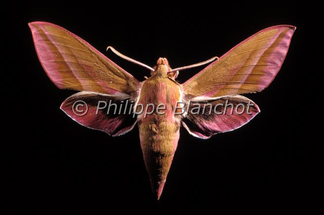 deilephila elpenor.JPG - Deilephila elpenorGrand sphinx de la vigneElephant Hawk mothLepidoptera, SphingidaeFrance